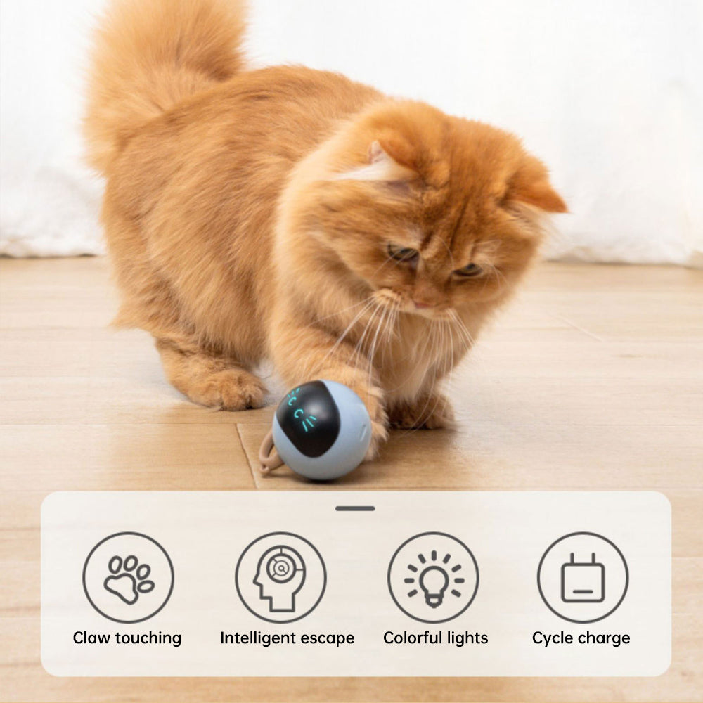 Pounce into Playtime with Our Kitten Electronic Ball